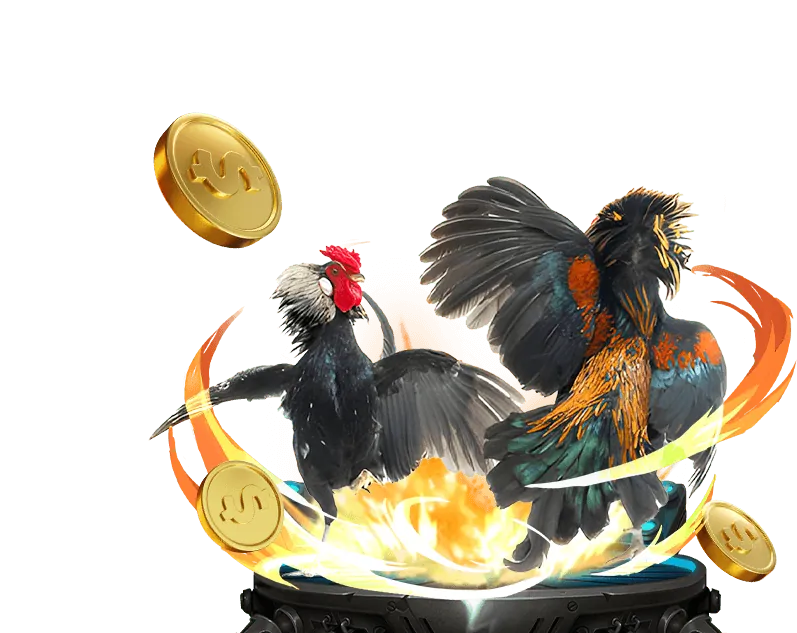 Trận đá gà kịch tính tại Bong88